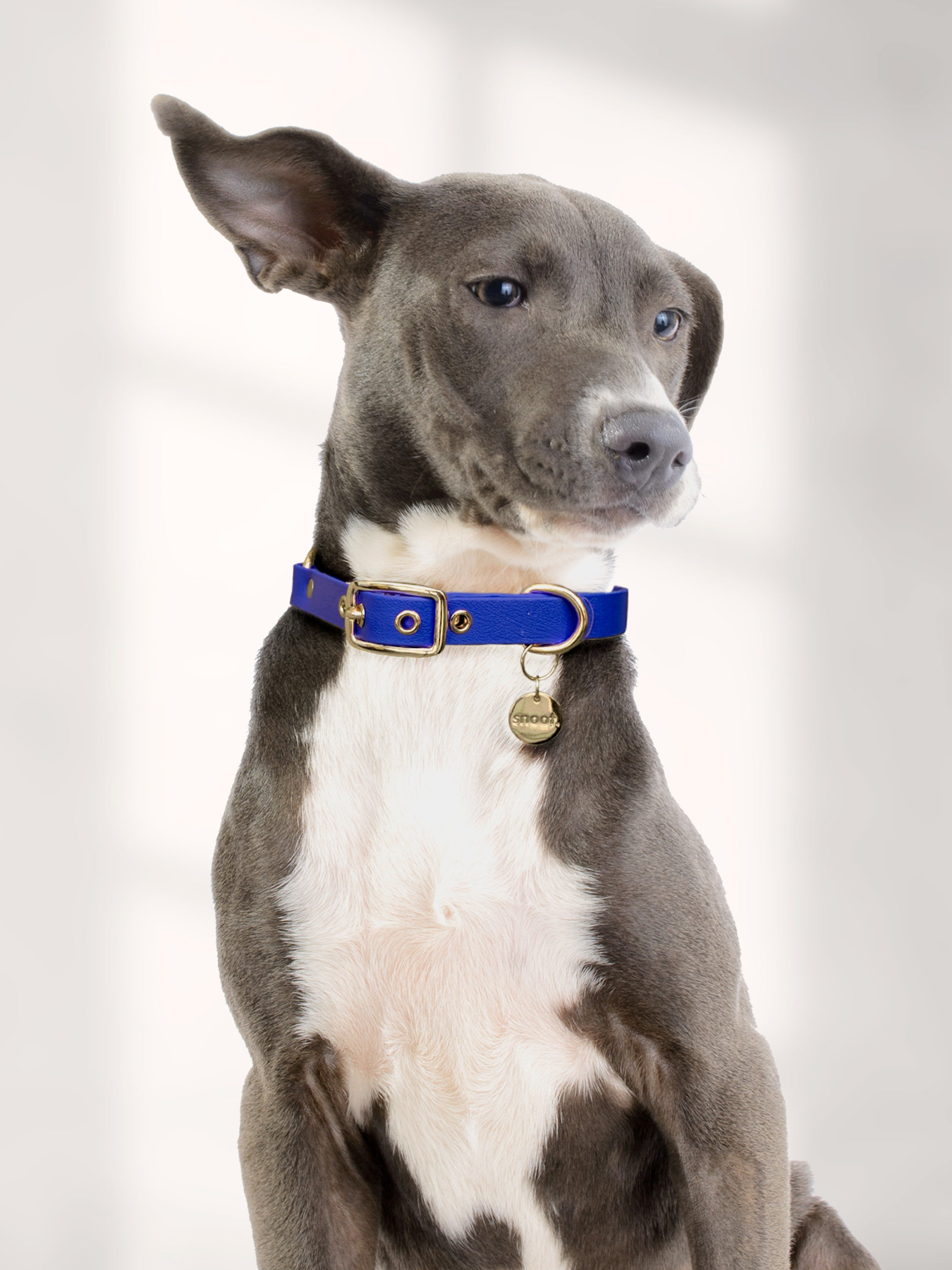 BLUEBERRY SIGNATURE COLLAR