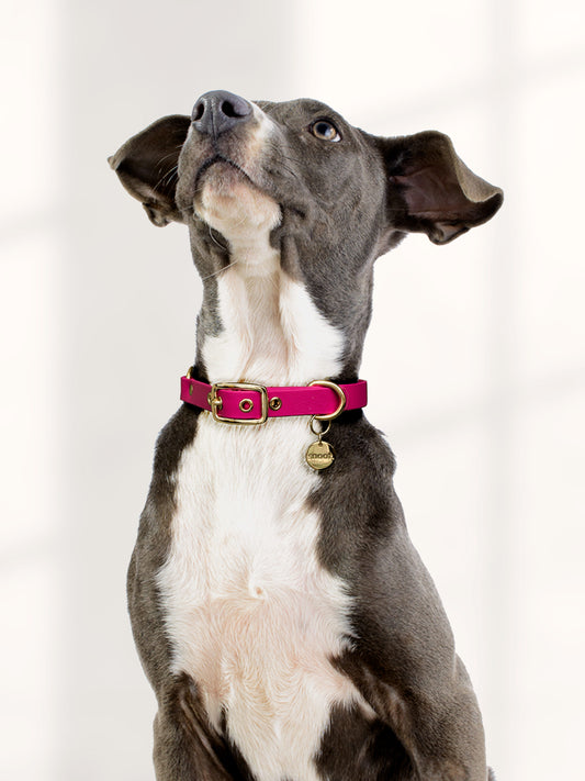 MAGENTA PINK SIGNATURE COLLAR