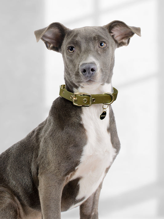 OLIVE SIGNATURE COLLAR