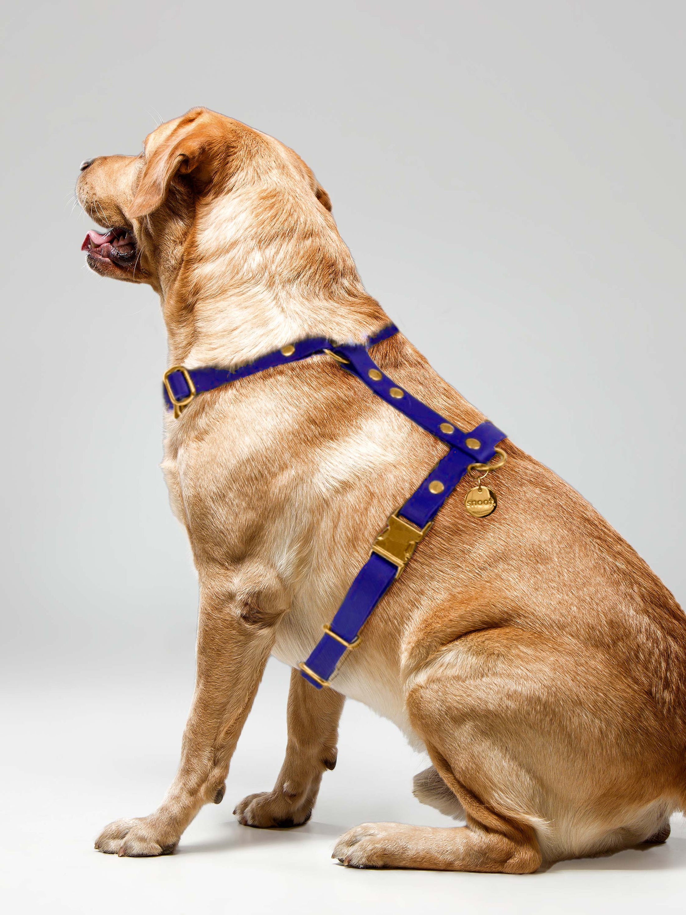 BLUEBERRY SIGNATURE HARNESS