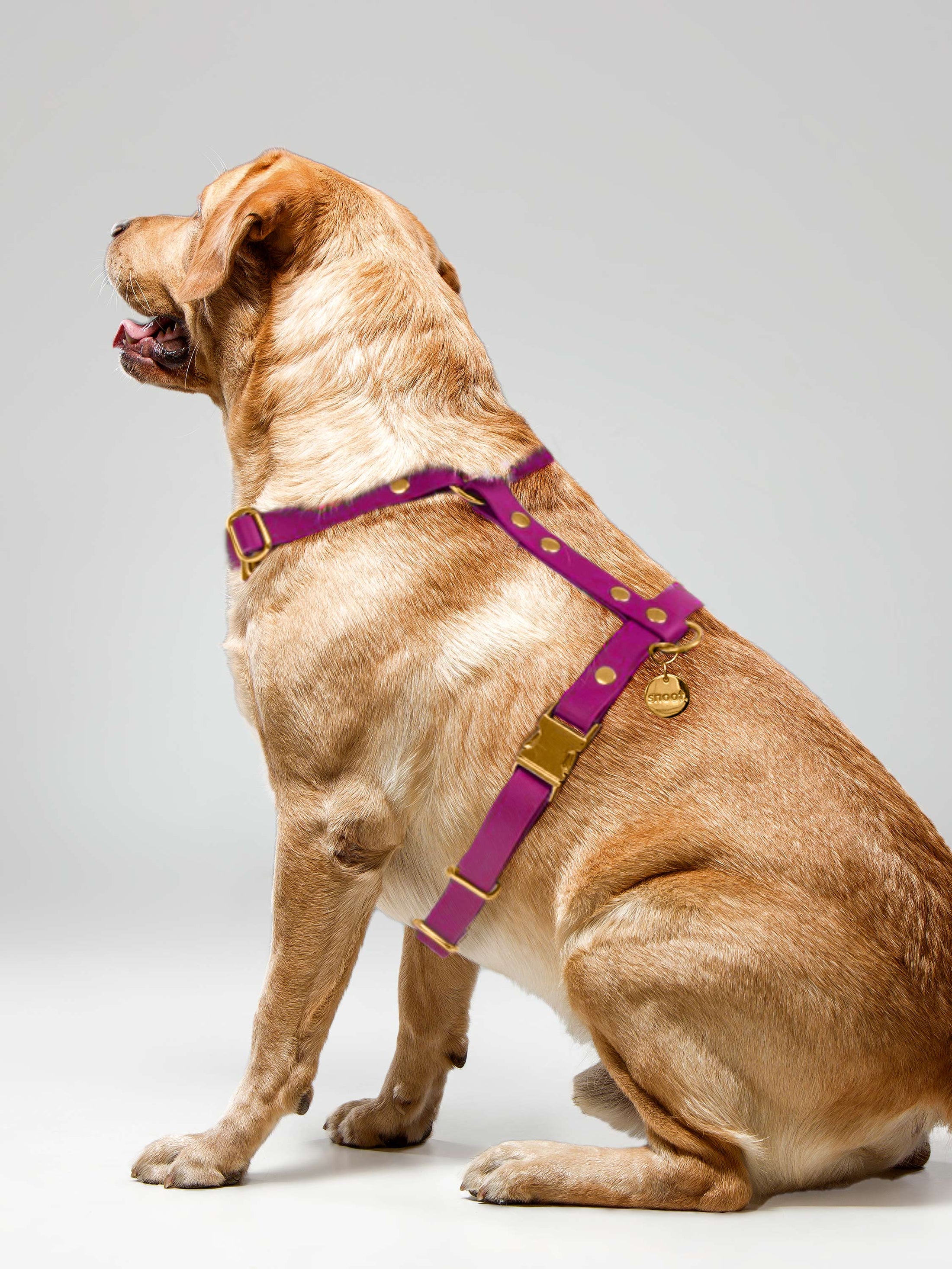 MAGENTA PINK SIGNATURE HARNESS