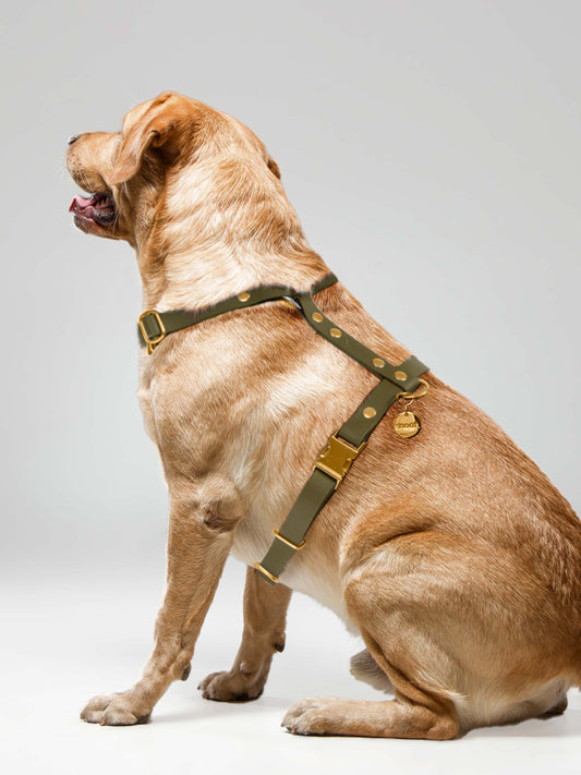 OLIVE SIGNATURE HARNESS