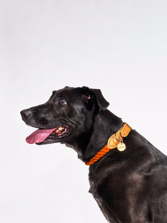 ORANGE ROPE COLLAR