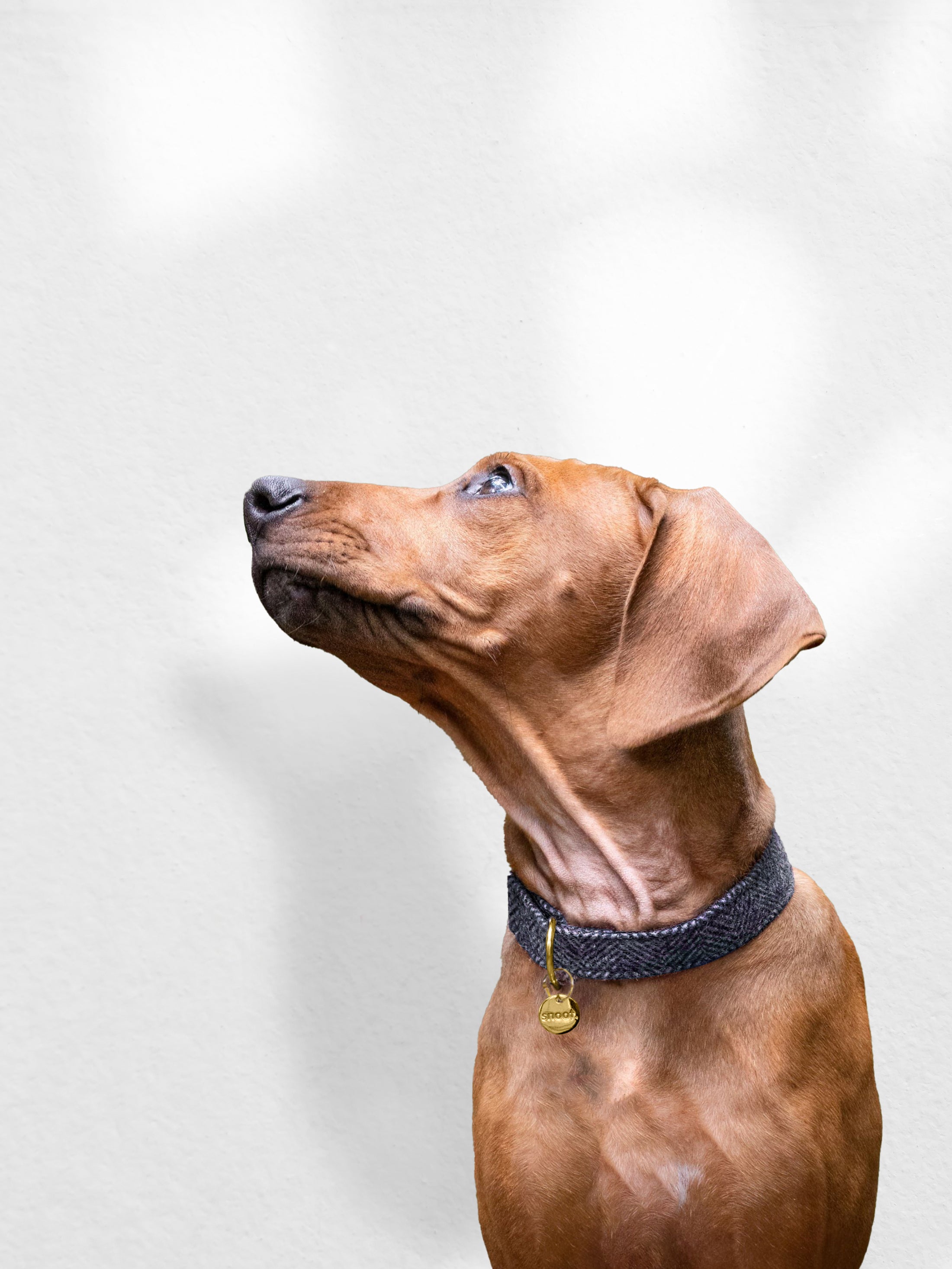 NAVY TWEED COLLAR