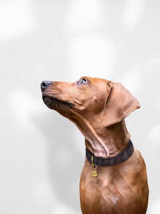 BROWN CHECK TWEED COLLAR